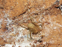 Loxosceles amazonica