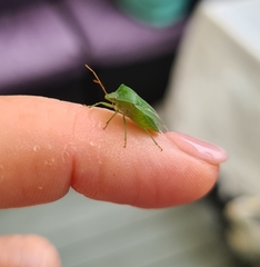 Glaucias amyoti