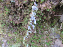 Salvia helianthemifolia