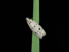 Autosticha calceata