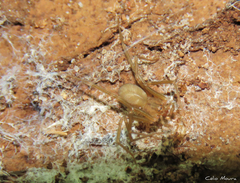 Loxosceles amazonica