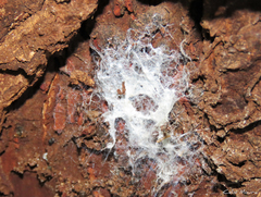 Loxosceles amazonica