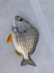 Archosargus rhomboidalis