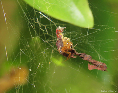 Nihonhimea tesselata