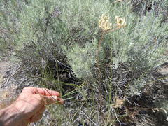 Lomatium simplex