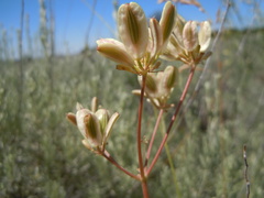 Lomatium simplex