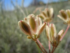 Lomatium simplex