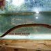Obscure Swamp Eel - Photo (c) M.C. Víctor Manuel Ortiz Cruz, some rights reserved (CC BY-NC), uploaded by M.C. Víctor Manuel Ortiz Cruz
