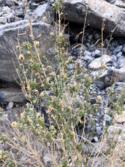 Brickellia longifolia