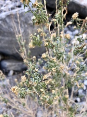 Brickellia longifolia