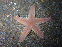 Astropecten irregularis