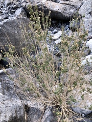 Brickellia longifolia