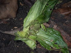 Liparis sootenzanensis