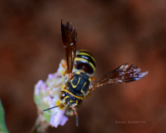 Epanthidium