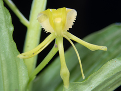 Liparis sootenzanensis