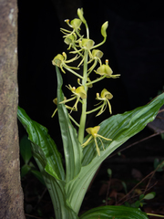 Liparis sootenzanensis