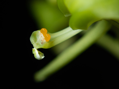 Liparis sootenzanensis