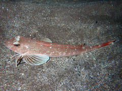 Chelidonichthys obscurus
