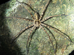 Heteropoda amphora