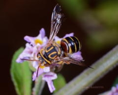 Epanthidium