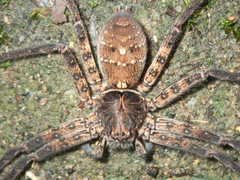 Heteropoda amphora