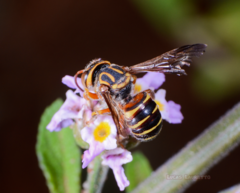 Epanthidium