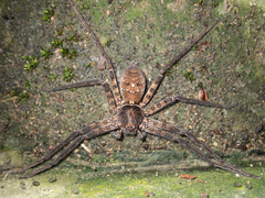 Heteropoda amphora