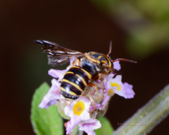 Epanthidium