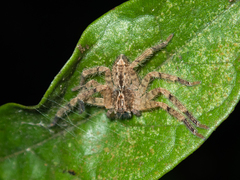 Heteropoda pingtungensis