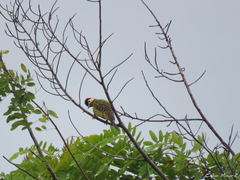 Colaptes melanochloros