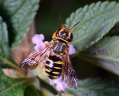 Epanthidium