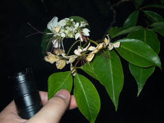 Crateva unilocularis