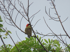 Colaptes melanochloros