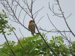 Colaptes melanochloros