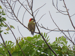 Colaptes melanochloros