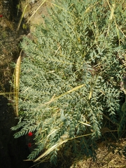 Astragalus oleifolius