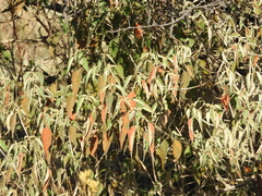 Croton lachnostachyus