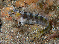 Parablennius tentacularis