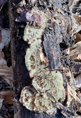 Dentocorticium portoricense