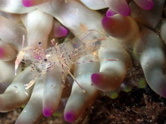 Periclimenes aegylios