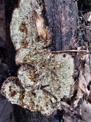Dentocorticium portoricense