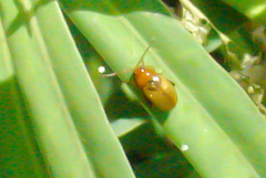 Aphthona nigriscutis