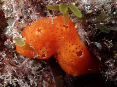 Polysyncraton lacazei