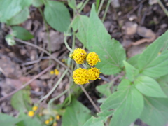Alloispermum scabrum