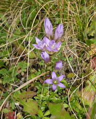 Gentianella anisodonta