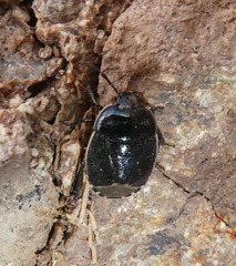 Canthophorus