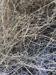 Funastrum hirtellum