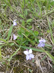 Viola rostrata
