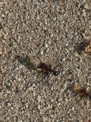 Amoimyrmex
