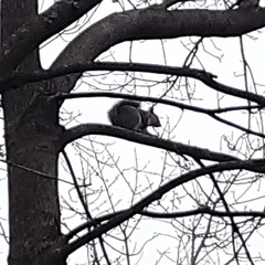 Sciurus carolinensis